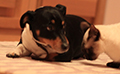 jack russell and cat sitting on rug together