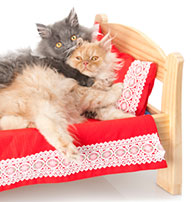 two cats cuddling in small bed