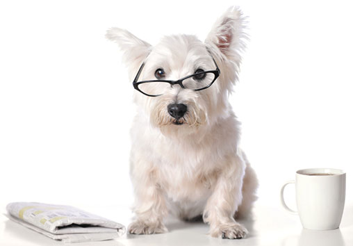 westie reading newspaper