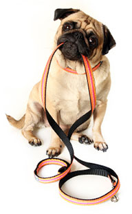 pug holding lead in mouth
