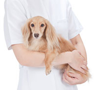 groomer holding a dog