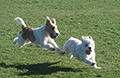 two dogs running in a fiel