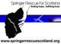 springer rescue logo