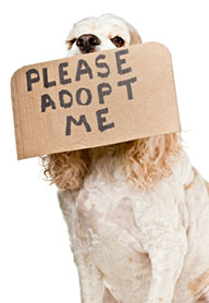 dog sitting with sign in mouth please adopt me