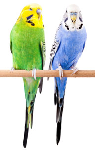 green and blue budgie on perch