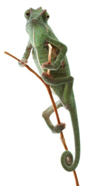 chameleon on stick