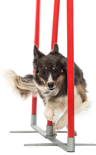 collie weaving through poles