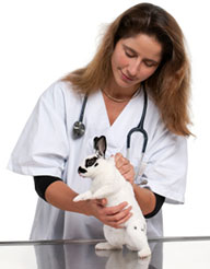 vet holding a dalmation rabbit